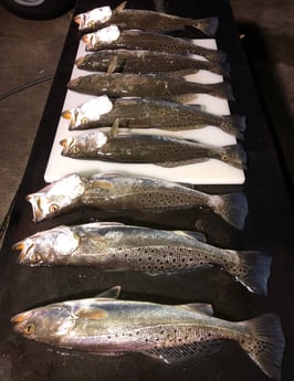 Speckled Trout / Spotted Seatrout fishing in Surfside Beach, Texas