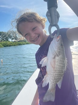 Mangrove Snapper Fishing in Sarasota, Florida