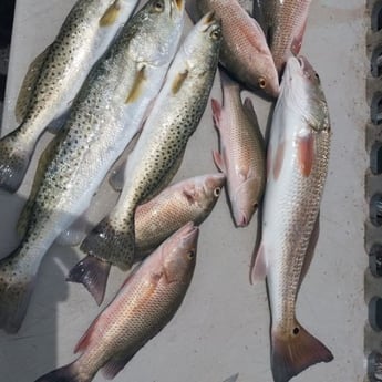 Mangrove Snapper, Redfish, Speckled Trout Fishing in Holmes Beach, Florida