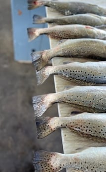 Speckled Trout / Spotted Seatrout fishing in Galveston, Texas