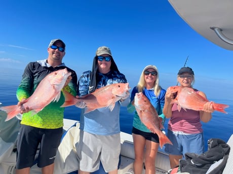 King Mackerel / Kingfish, Red Snapper fishing in Sarasota, Florida