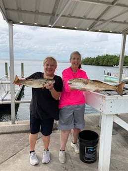 Gag Grouper fishing in St. Petersburg, Florida