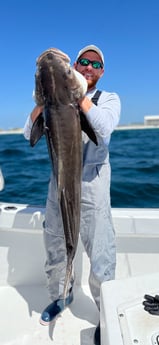 Cobia fishing in Destin, Florida