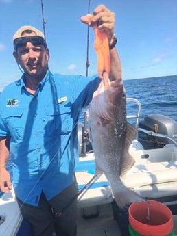 Red Grouper Fishing in Clearwater, Florida