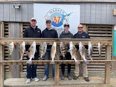 Black Drum, Redfish, Sheepshead fishing in Corpus Christi, Texas