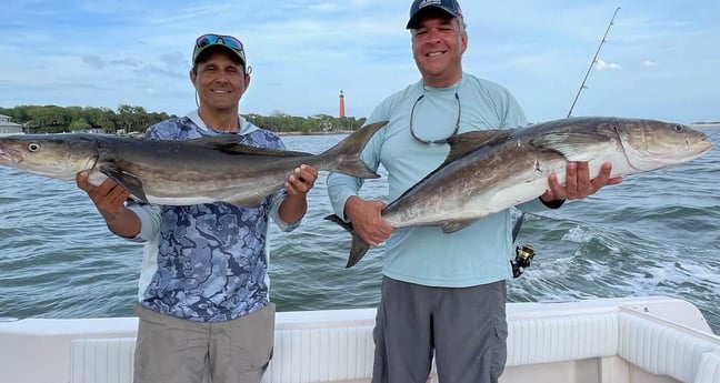 Cobia fishing in Port Orange, Florida