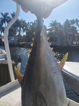 Yellowfin Tuna fishing in Pompano Beach, Florida