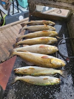 Redfish, Speckled Trout / Spotted Seatrout Fishing in Rio Hondo, Texas