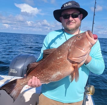 Red Grouper fishing in Clearwater, Florida