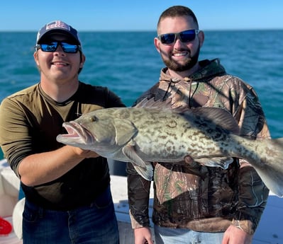 Gag Grouper fishing in Clearwater, Florida