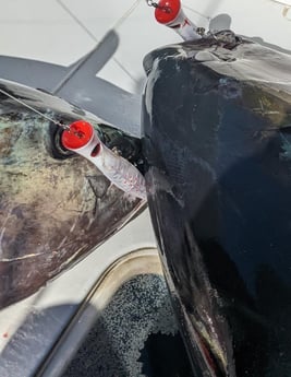 Yellowfin Tuna Fishing in Venice, Louisiana