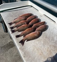 Mangrove Snapper fishing in Clearwater, Florida