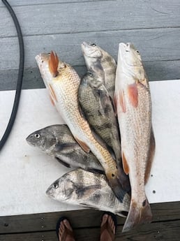 Black Drum, Redfish Fishing in Rockport, Texas