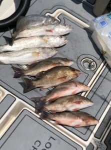 Mangrove Snapper, Speckled Trout / Spotted Seatrout fishing in Key Largo, Florida