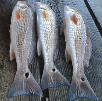 Redfish fishing in Galveston, Texas