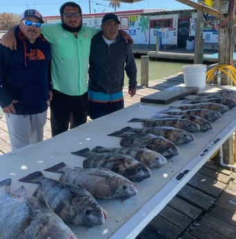 Black Drum fishing in Galveston, Texas