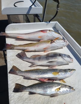 Black Drum, Redfish, Speckled Trout / Spotted Seatrout fishing in Galveston, Texas