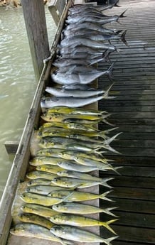 Blackfin Tuna, Mahi Mahi / Dorado fishing in Matagorda, Texas