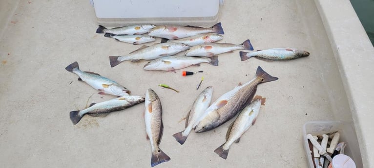 Redfish, Speckled Trout Fishing in Port Isabel, Texas