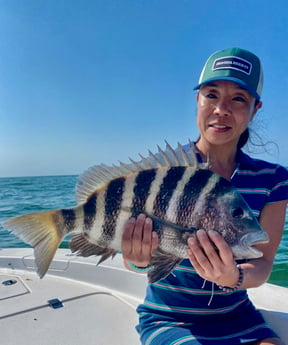 Sheepshead Fishing in Sarasota, Florida