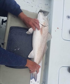 Redfish Fishing in Rockport, Texas