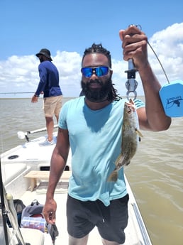 Black Drum, Black Seabass, Sheepshead, Speckled Trout / Spotted Seatrout fishing in Galveston, Texas