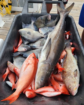 Fishing in Orange Beach, Alabama