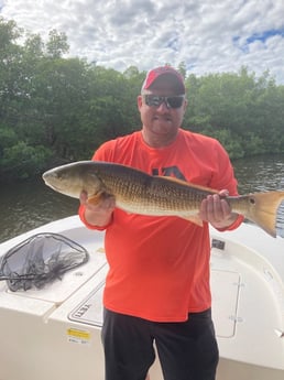 Gag Grouper fishing in St. Petersburg, Florida