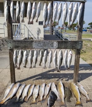 Black Drum, Flounder, Redfish, Speckled Trout / Spotted Seatrout fishing in Rockport, Texas