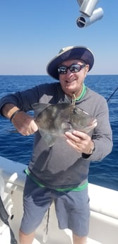 Triggerfish, Vermillion Snapper fishing in Destin, Florida