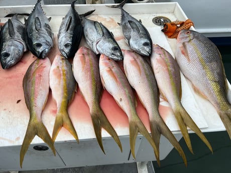 Blackfin Tuna, Yellowtail Snapper Fishing in Islamorada, Florida