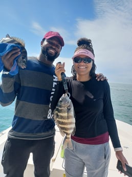 Black Drum fishing in St. Petersburg, Florida