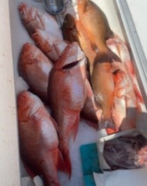 Mangrove Snapper, Red Snapper fishing in Santa Rosa Beach, Florida