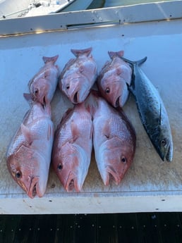 Fishing in Gulf Shores, Alabama