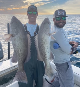 Gag Grouper Fishing in Holmes Beach, Florida