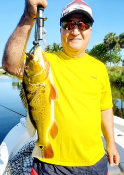 Peacock Bass Fishing in Rockport, Texas