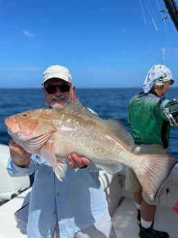 Red Grouper fishing in Sarasota, Florida