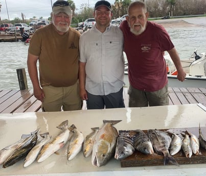 Black Drum, Redfish, Sheepshead, Speckled Trout / Spotted Seatrout fishing in Galveston, Texas