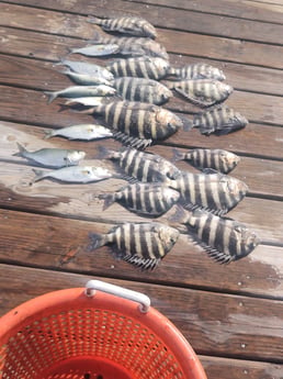 Bluefish, Sheepshead Fishing in Hatteras, North Carolina