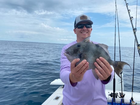 Triggerfish Fishing in Destin, Florida