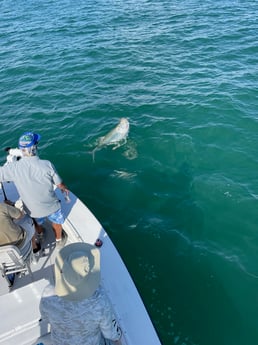 Tarpon fishing in Naples, Florida