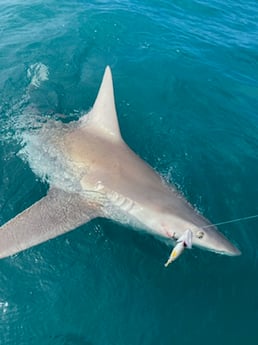 Lemon Shark Fishing in Sarasota, Florida