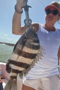 Sheepshead fishing in Galveston, Texas