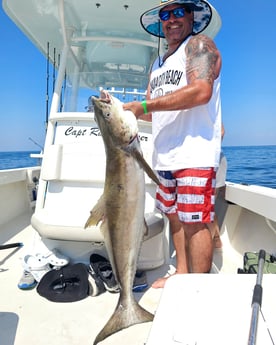 Cobia Fishing in Panama City, Florida