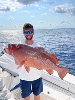 Red Grouper fishing in Sarasota, Florida