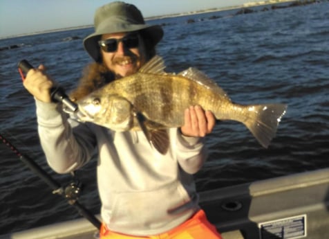 Black Drum Fishing in Jacksonville, Florida