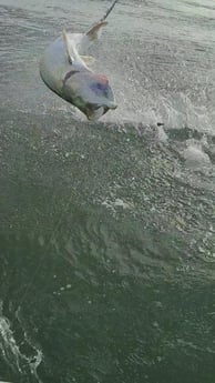 Tarpon fishing in Port O&#039;Connor, Texas