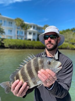 Sheepshead fishing in Sarasota, Florida