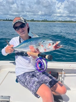 False Albacore Fishing in Jupiter, Florida