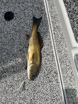 Fishing in Holmes Beach, Florida